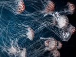 Jellyfish