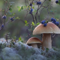 Mushrooms and Bilberries