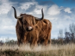 hairy bovine