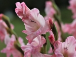 Gladiolus