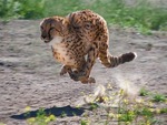Fast Cat!