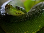 Green snake