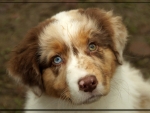 AUSTRALIAN SHEPHERD