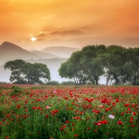 A meadow with red poppies