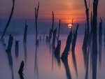 Dead trees at sunset