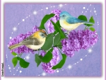 LILACS AND BIRDS