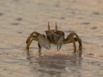 Horned Ghost Crab
