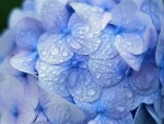 Hydrangea