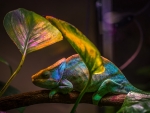 Colorful Lizard