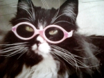 Truffles , cat with glasses