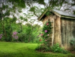 Fragrant Outhouse - Clarks Valley, Pennsylvania
