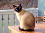Siamese cat
