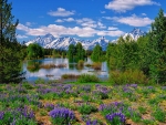 Pilgrim Creek Wildflowers, Teton Range