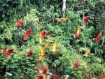 Macaws