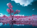 A gumtree next to a pond, shot in Infared - Canberra, Australia