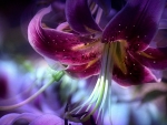 Purple lily