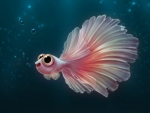 Betta