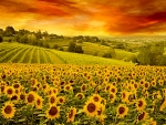 Sunflower fields - sunset