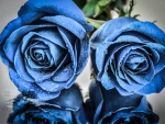 Blue roses