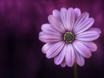 Purple daisy