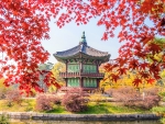 Autumn in gyeongbokgung palace