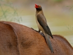 Red Billed Oxpecker