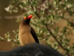 Red Billed Oxpecker