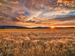 Sunset barley field