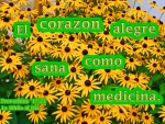 Corazon Alegre Como Medicina