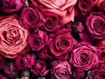 Roses