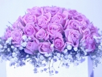 Purple roses