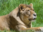 Lioness