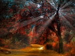 Forest Rays