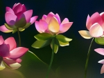 Lotuses