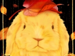 Autumn bunny