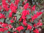 Red flowers