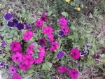 Purple flowers
