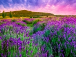 Lavenders in the Field