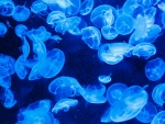 Blue jellyfish