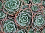 Succulents