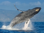 Humpback Whale