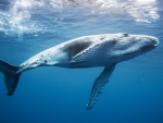 Humpback Whale