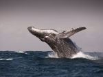 Humpback Whale