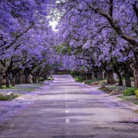 Road With Purple Trees