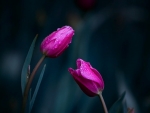 Pink tulips