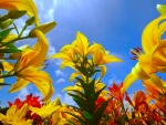 Lilies reaching up to sky