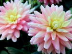 Soft Dahlias