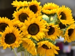 Sunflowers bouquet