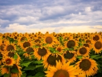 Sunflower field