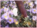 White butterfly